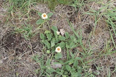 Rhynchosida physocalyx, photographed by Romi Galeota Lencina