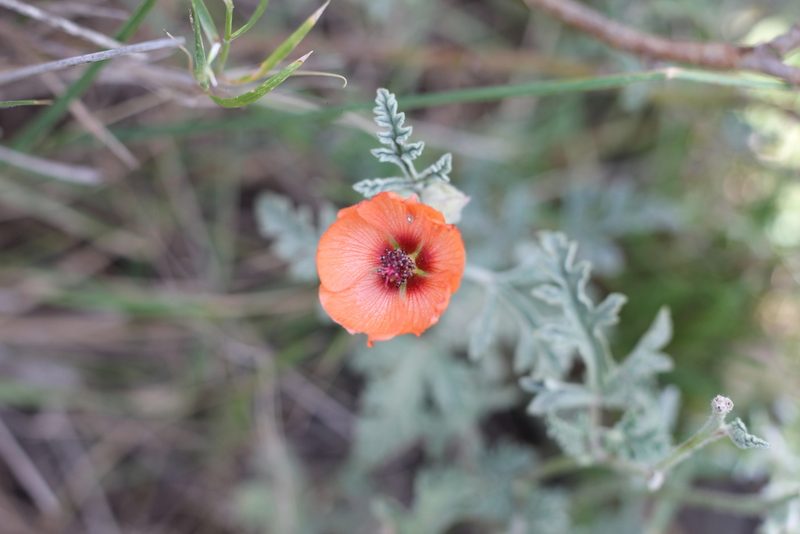 Sphaeralcea australis, photographed by Romi Galeota Lencina