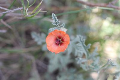 Sphaeralcea australis, photographed by Romi Galeota Lencina