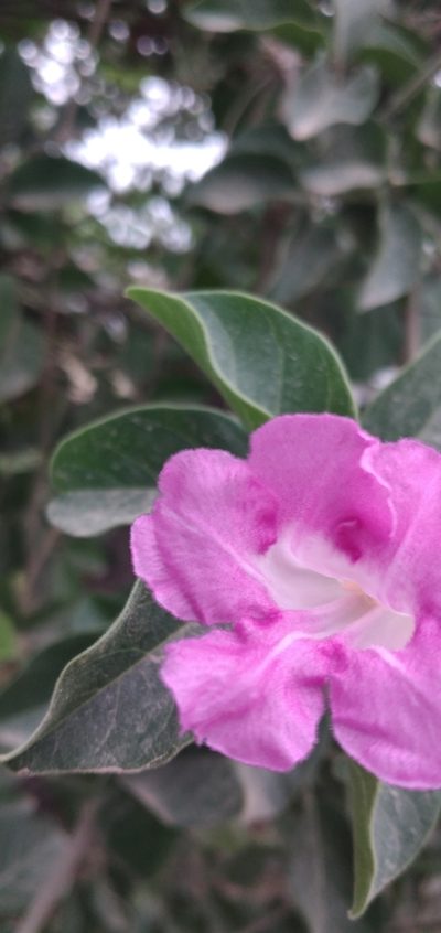Tanaecium dichotomum, photographed by Fede y Vani