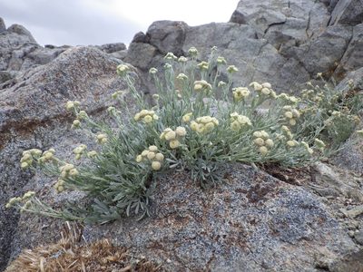 Artemisia albicans, photographed by Matt Lavin