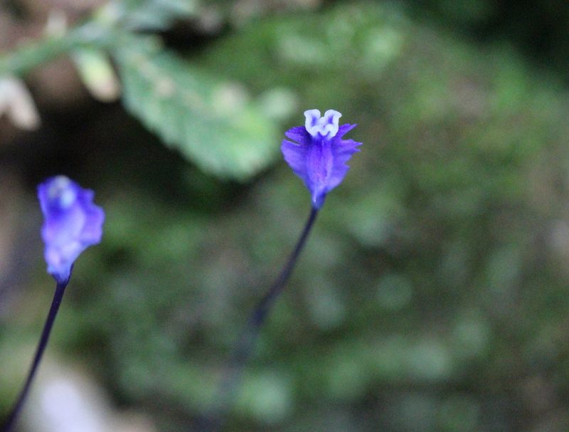Burmannia wallichii, photographed by Agnes Trekker