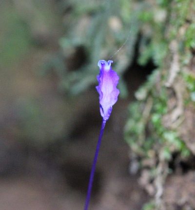 Burmannia wallichii, photographed by Agnes Trekker