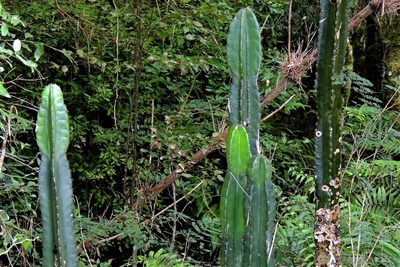 Cereus stenogonus, photographed by Hugo Hulsberg