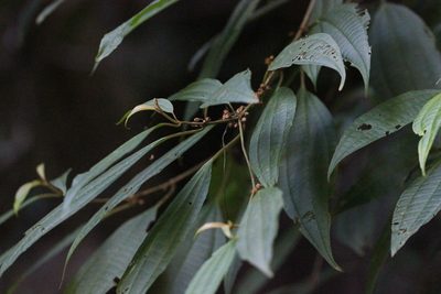 Blastus cochinchinensis, photographed by Agnes Trekker