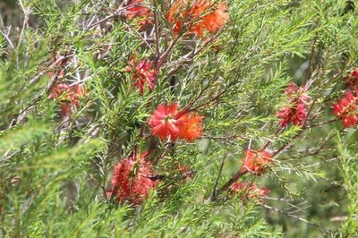 Melaleuca lateritia, photographed by Em Lamond