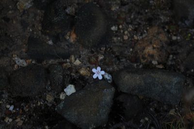 Drosera spilos, photographed by Em Lamond