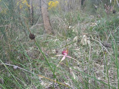 Caladenia arenicola, photographed by Hugo Innes