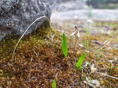 Eriochilus pulchellus, photographed by Hugo Innes
