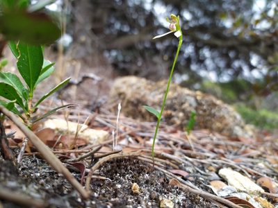 Eriochilus pulchellus, photographed by Hugo Innes