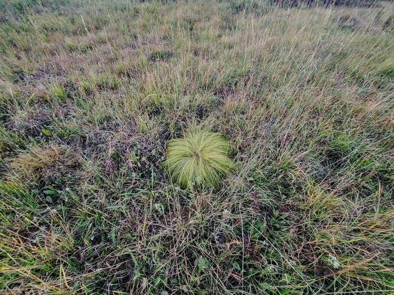 Sporobolus heterolepis, photographed by Katie Kucera