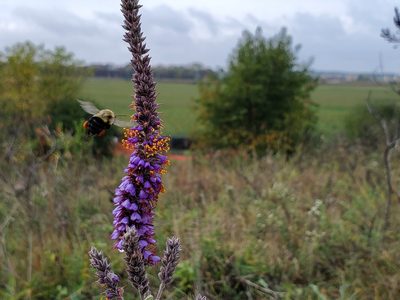 Amorpha canescens, photographed by Katie Kucera
