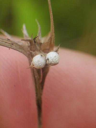 Scleria pauciflora, photographed by Katie Kucera