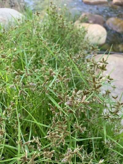 Cyperus mundii, photographed by Dave Richardson