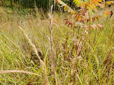 Bouteloua curtipendula, photographed by Katie Kucera