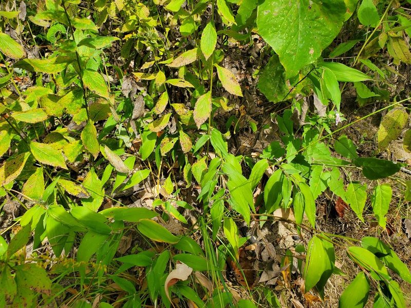 Solidago ulmifolia, photographed by Katie Kucera