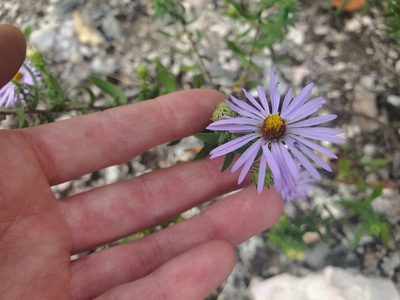 Symphyotrichum oblongifolium, photographed by Katie Kucera