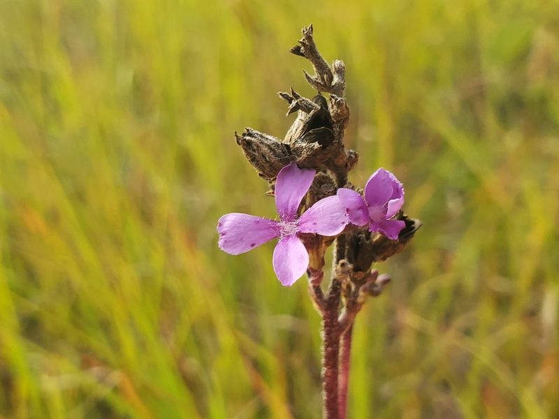 Buchnera americana, photographed by Katie Kucera