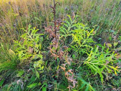 Silphium laciniatum, photographed by Katie Kucera