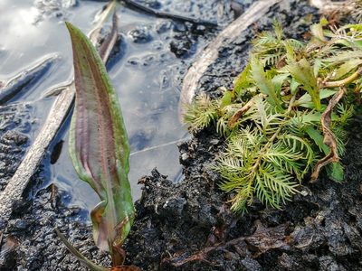 Proserpinaca palustris, photographed by Katie Kucera
