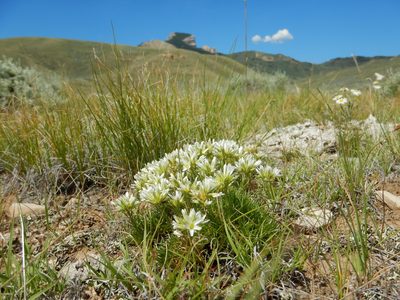 Eremogone hookeri, photographed by Matt Lavin