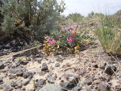 Astragalus chamaeleuce, photographed by Matt Lavin