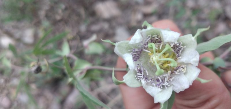 Passiflora tucumanensis, photographed by Fede y Vani