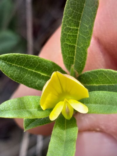 Rhynchosia ciliata, photographed by kevin koen