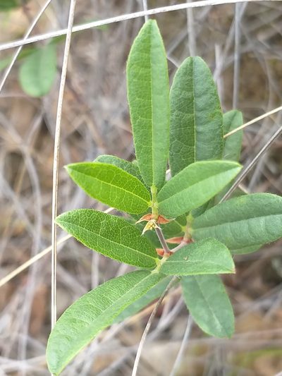Rhynchosia ciliata, photographed by kevin koen