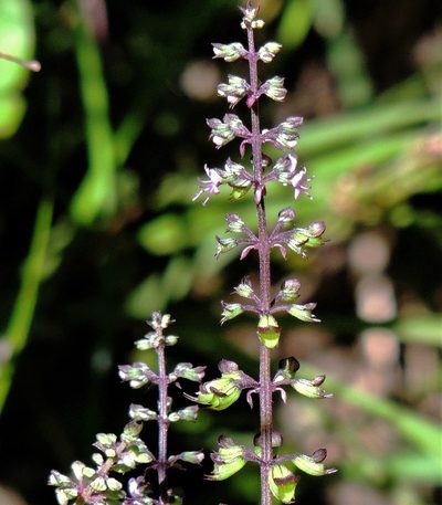 Ocimum carnosum, photographed by Hugo Hulsberg