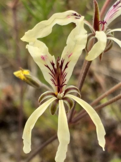 Pelargonium fergusoniae, photographed by kevin koen
