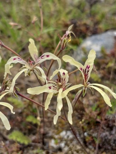Pelargonium fergusoniae, photographed by kevin koen