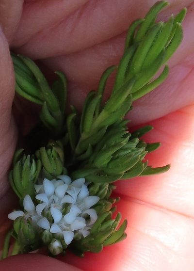 Euchaetis diosmoides, photographed by linkie