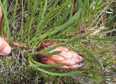 Protea pudens, photographed by linkie