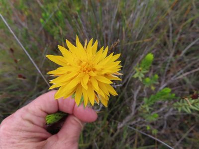Lachnaea aurea, photographed by linkie