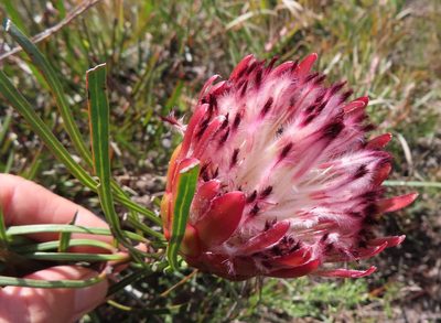 Protea pudens, photographed by linkie