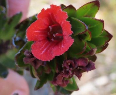 Lobostemon sanguineus, photographed by linkie