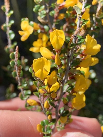 Bossiaea sericea, photographed by Lukas Clews