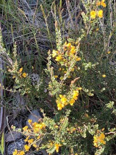 Bossiaea sericea, photographed by Lukas Clews