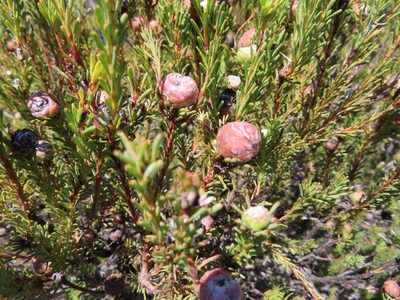 Leucadendron linifolium, photographed by linkie