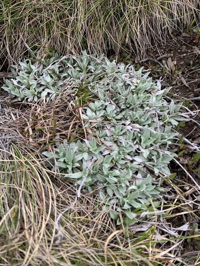 Argyrotegium fordianum, photographed by Lukas Clews
