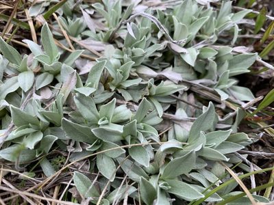 Argyrotegium fordianum, photographed by Lukas Clews