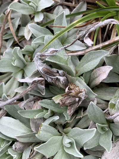 Argyrotegium fordianum, photographed by Lukas Clews