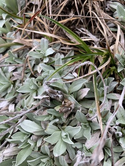 Argyrotegium fordianum, photographed by Lukas Clews