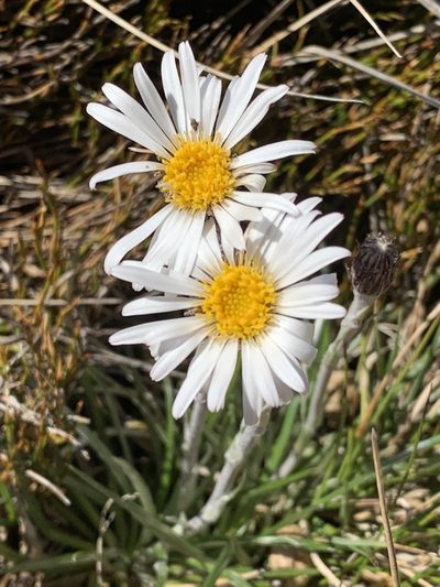 Celmisia pugioniformis, photographed by Lukas Clews
