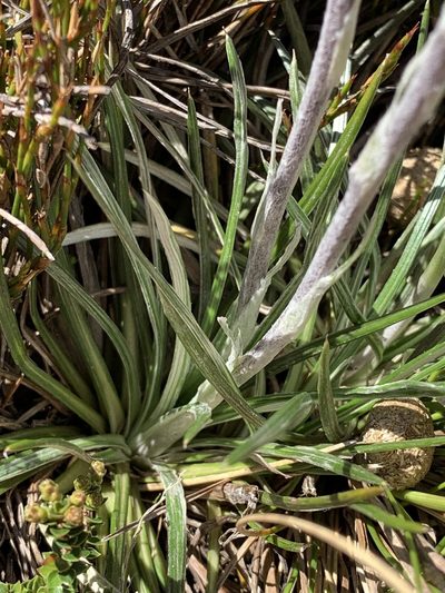 Celmisia pugioniformis, photographed by Lukas Clews
