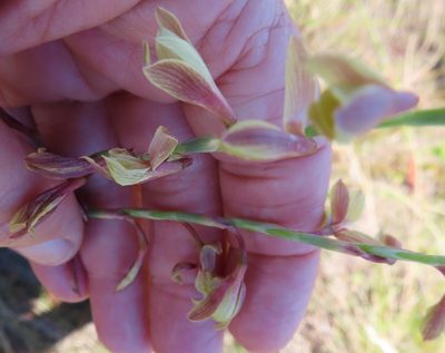 Hesperantha radiata, photographed by linkie