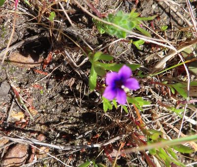 Monopsis debilis, photographed by linkie