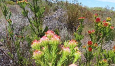 Leucadendron laxum, photographed by linkie