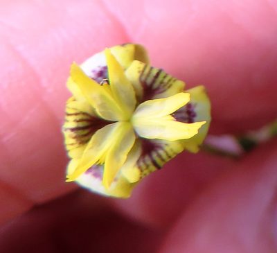 Moraea inconspicua, photographed by linkie